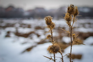 Dry prickly herb burdock in winter with snow in the background