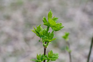 young plant escape in spring