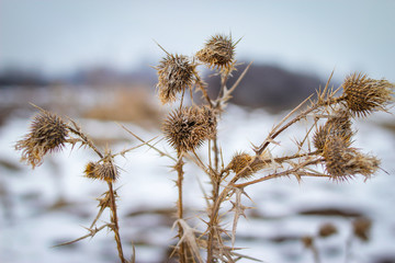 Dry prickly herb burdock in winter with snow in the background