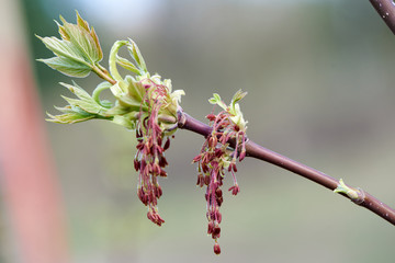 young plant escape in spring