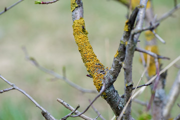 tree branch covered with mushrooms