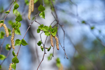 birch earrings blossomed in spring