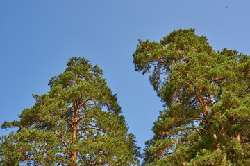 two pines against the sky