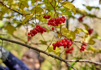 Viburnum berries hanging on a tree with leaves
