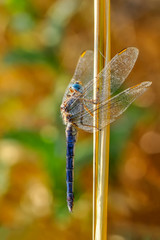 Macro shots, Beautiful nature scene dragonfly. 