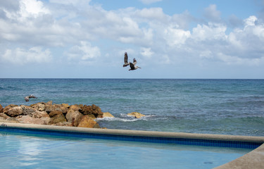 a group of pelican birds flying over the ocean off a tropical coast on a bright sunny day