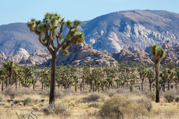 Landscape view of Joshua Tree National Park in California.