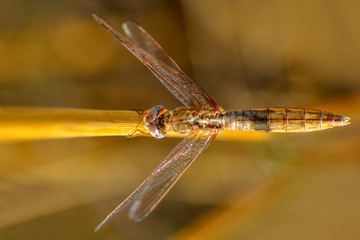 Macro shots, Beautiful nature scene dragonfly. 
