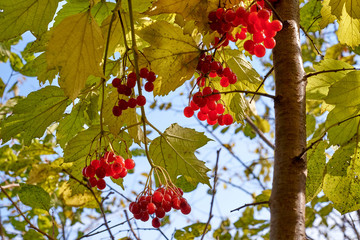 Viburnum berries hanging on a tree with leaves