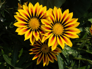 Obraz premium yellow flowers