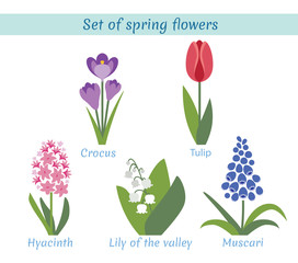 Spring flowers set. Crocus, tulip, hyacinth, lily of the valley, muscari. Garden design icons isolated on white background. Flat style vector illustration