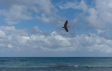 Fototapeta na wymiar isolated pelican flying and soaring high among the clouds on a sunny day