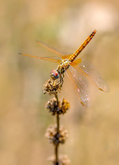 Macro shots, Beautiful nature scene dragonfly. 