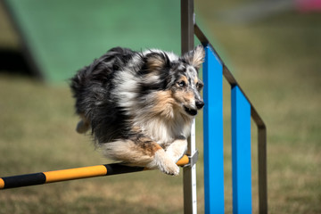 Sheltie im Sprung - Agility