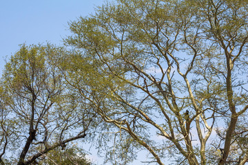 Green tree in Kruger Park, South Africa