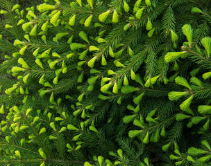 background of the young green shoots of spruce