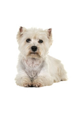 White West Highland Terrier Westie lying down looking at camera isolated on a white background