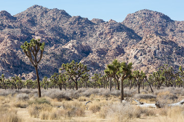 Landscape view of Joshua Tree National Park in California.