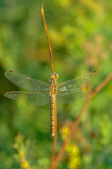 Macro shots, Beautiful nature scene dragonfly. 