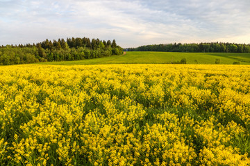 Obraz premium Field of blooming colza, also known as rapeseed (Brassica napus)