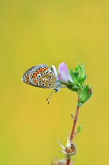 Closeup  beautiful butterflies sitting on flower