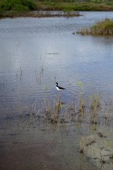 Rare bird black-necked stilt (Ae'o) in Maui Hawaii