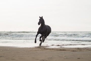 black friasian horse on beach