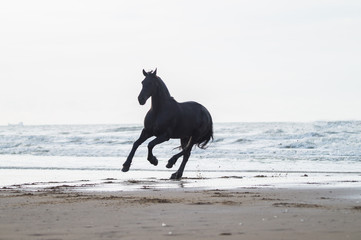 black friasian horse on beach