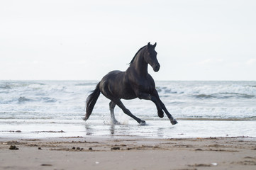 black friasian horse on beach - 244406452