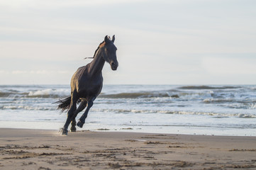 black friasian horse on beach