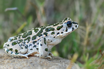 Green Toad in natural background   