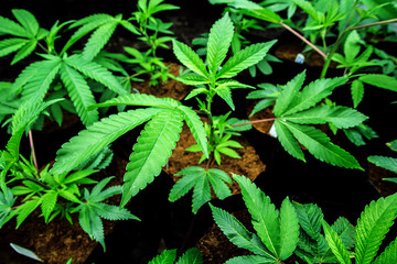 A Close Up Of A Cannabis Leaf
