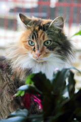 Chat européen