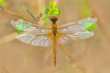 Macro shots, Beautiful nature scene dragonfly. 