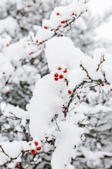 red berries in snow