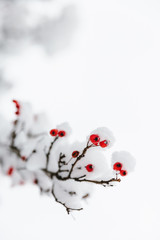 snow covered branches with red winter berries