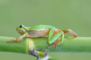 Naklejka premium Beautiful Europaean Tree frog Hyla arborea - Stock Image