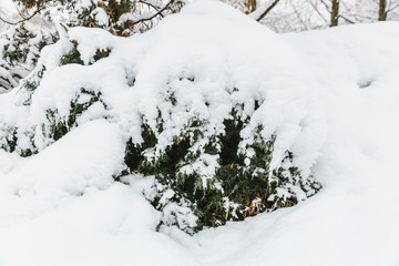 snow covered pine tree