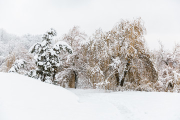 winter forest in the snow