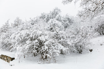 winter forest in the snow
