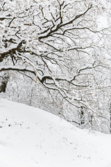 snow covered tree benches