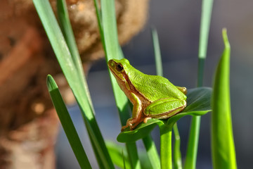 Beautiful Europaean Tree frog Hyla arborea - Stock Image