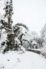 winter forest in the snow