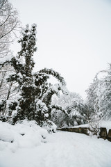 winter landscape with trees