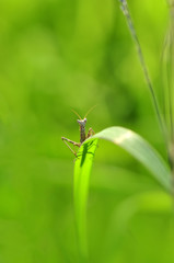 Close up of pair of Beautiful European mantis ( Mantis religiosa )