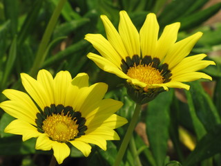 Obraz premium Yellow Daisies against green leaves in the sun