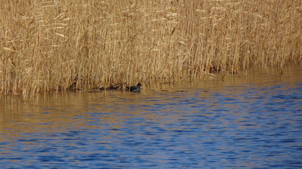 Moorhen in reeds