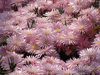 A sea of Pale Pink Daisies