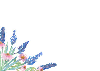 Fototapeta na wymiar watercolor hand composition, Echinacea angustifolia and lavender purple