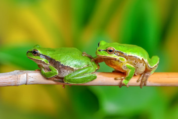Beautiful Europaean Tree frog Hyla arborea - Stock Image